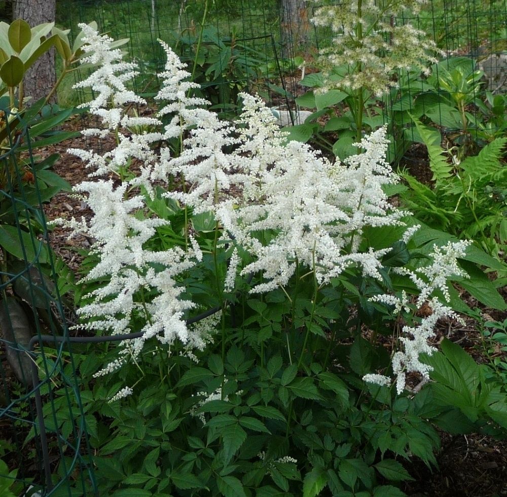 Astilbe arendsii 'Brautschleier'